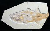 Bargain Mioplosus Fossil Fish #10516-1